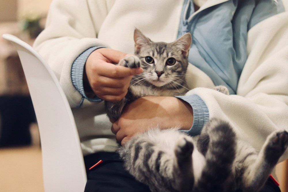 Chaton tenu délicatement sur les genoux de sa gardienne