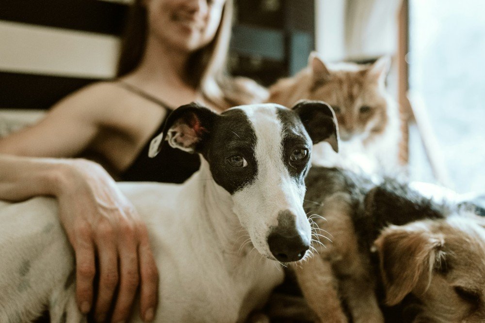 Chiens et chat réunis auprès de leur gardienne, au coeur des métiers couverts par l'ACACED