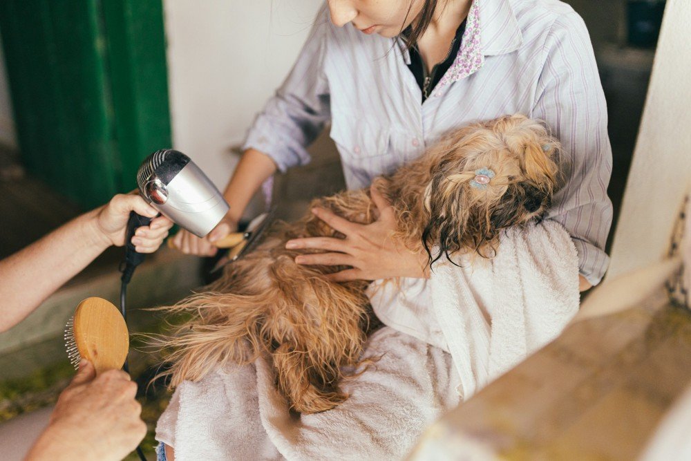 Séance de toilettage à quatre mains sur un chien, activité soumise à l'ACACED