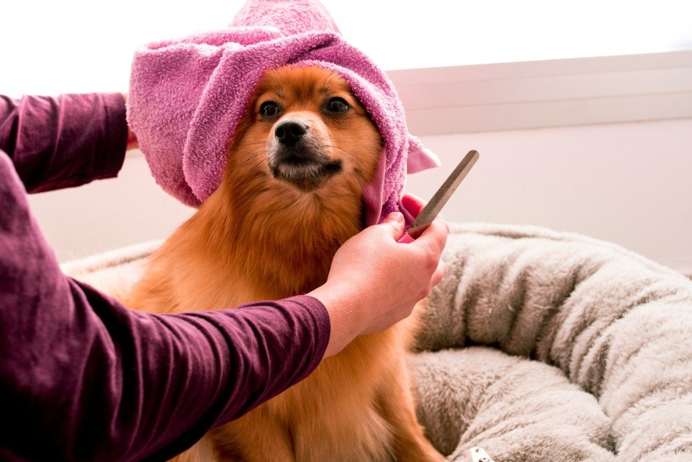 Toilettage d'un spitz : brossage et entretien du pelage